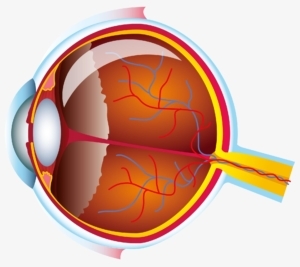 Querschnitt eines gesunden Auges ohne Altersbedingte Makuladegeneration
